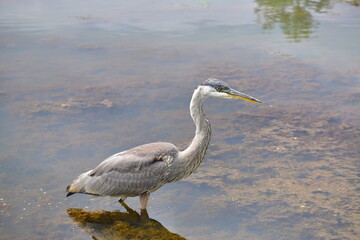 Great Blue Heron