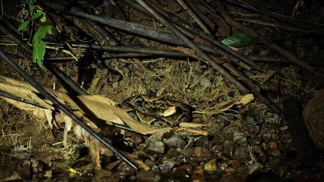 Terciopelo Bothrops asper waving his tong Costa Rica wildlife reptile 