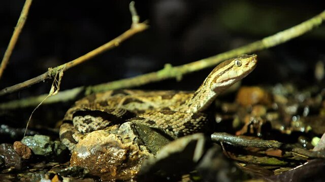 Dangerous venomous snake Costa Rica common lancehead night wildlife 