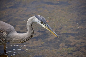 Egret