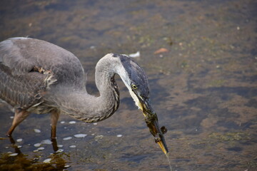 Great Blue Heron