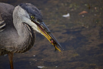 Great Blue Heron