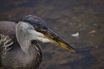 Great Blue Heron