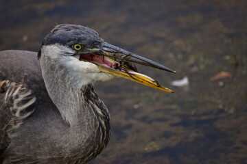 Great Blue Heron