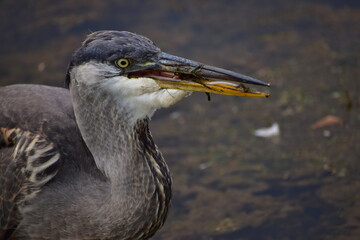 Egret