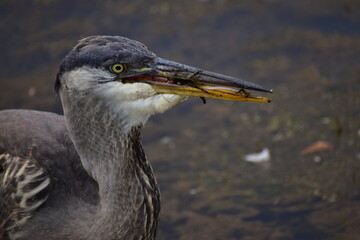 Great Blue Heron