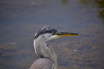 Great Blue Heron