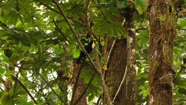 yellow-breasted toucan sound Costa Rica wild bird