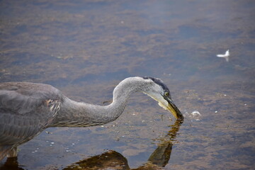 Great Blue Heron