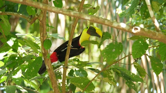 Wild black-mandibled toucan eating berries on a branch Costa Rica wildlife 