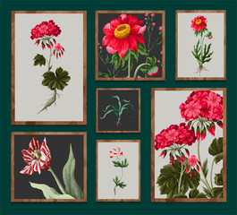 Botanical geraniums and wild flowers within the framework. Vector
