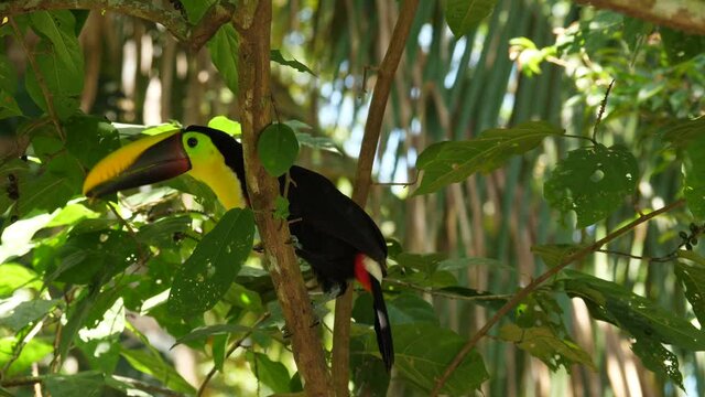 yellow-throated toucan ramphastos ambiguus perched in a tree eating berries Costa Rica wildlife