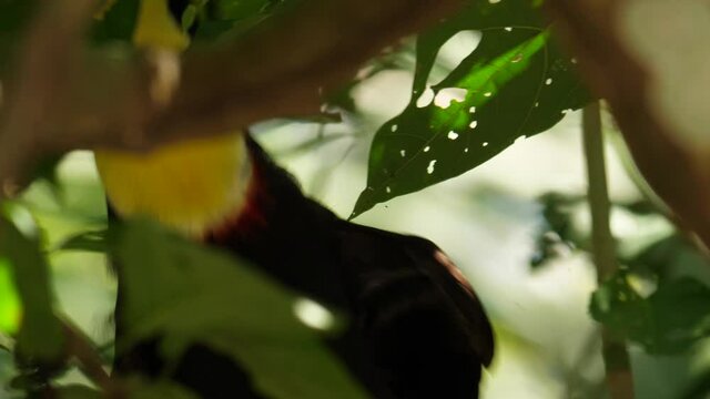Close up yellow-throated toucan eating berries in a tree Costa Rica beautiful wildlife 
