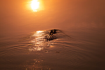 Wild crocodile waiting for fish at cahills crossing in the Northern Territory, Australia, at sunset.  © Julia