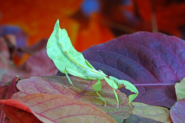 Leaf insect (Phyllium westwoodii) Green leaf insect or Walking leaves are camouflaged to take on...