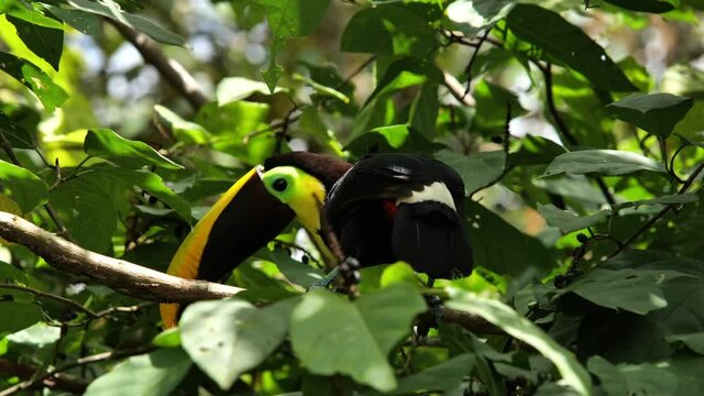 Toucan eating berries perched in the jungle Costa Rica tropical wild life 