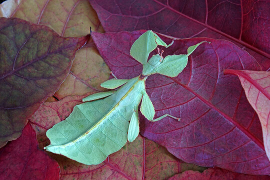 Leaf insect (Phyllium westwoodii) Green leaf insect or Walking leaves are camouflaged to take on the appearance of leaves, rare and protected. Selective focus