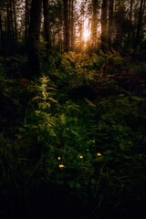 Obraz premium Nettle