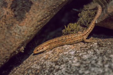 Lizard