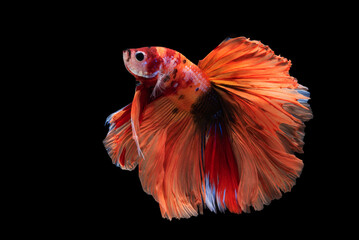 Beautiful colors"Halfmoon Betta" capture the moving moment beautiful of siam betta fish in thailand on black background