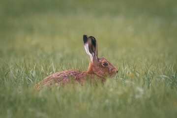 Hare