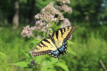 Female tiger swallowtail feeding on Joe Pye weed at Somme Woods in Northbrook, Illinois