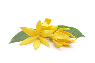 Ylang-Ylang (Cananga odorata) valued for perfume extracted from its flowers,  which is an essential...