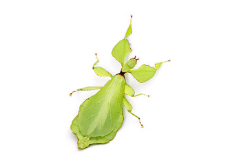Leaf insect (Phyllium westwoodii) Green leaf insect or Walking leaves isolated on white background