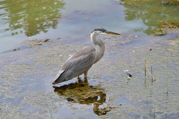 Great Blue Heron