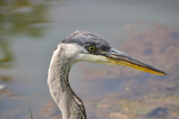 Great Blue Heron