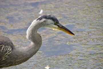 Great Blue Heron