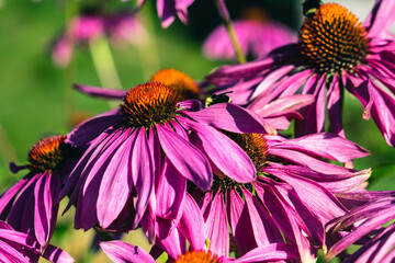 Purple Coneflower Blooms in The Summer Sun