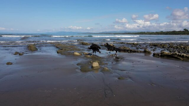 Black vultures Coragyps atratus on a beach around a dead fish in Costa Rica Pacific ocean