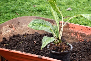 Car with soil and plant grass in the garden
