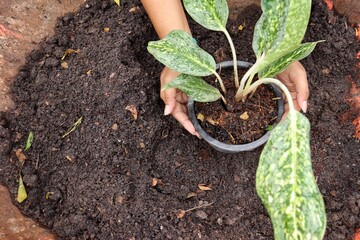 Hand woman planted plant with soil in the pot