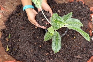 Hand woman planted plant with soil in the pot