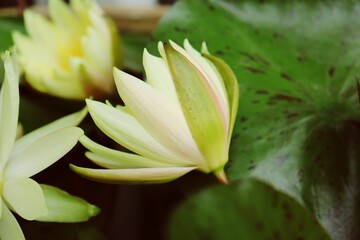 Beautiful of yellow lotus flowers tropical with green leaves