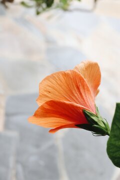 Beautiful Of Hibiscus Orange Tropical Flowers And Green Leaves