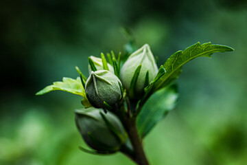 自然の中のムクゲの蕾のアップ