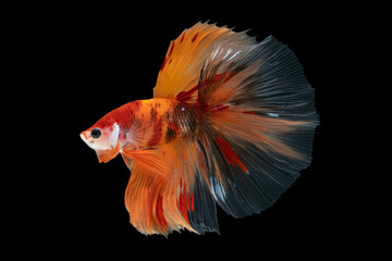 Muti-color siamese betta fish or dumbo betta splendens fighting fish in thailand on black background.