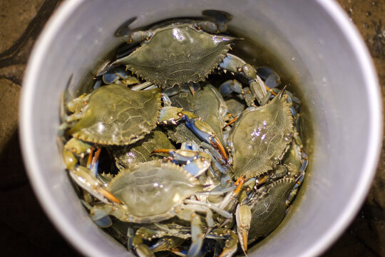 PESCA DE JAIBA MEXICO 