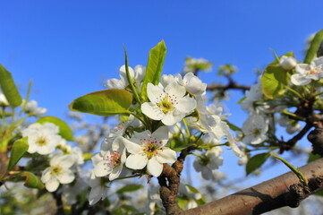 Pear flower blooming in spring