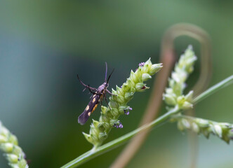 Parasites or insects