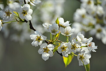 Pear flower blooming in spring