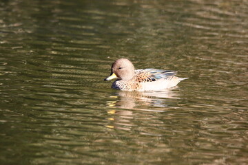 patos nadando el el parque de la ciudad de Bahia Blanca  