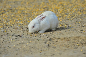 The rabbit in the wild nature