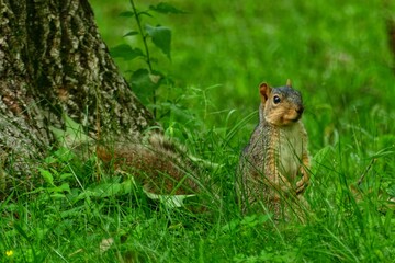 squirrel on the grass