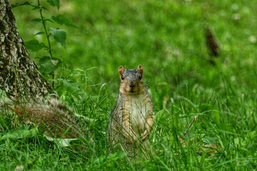 squirrel in the park