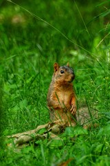 squirrel in the grass