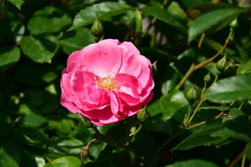 バラ　アンジェラ